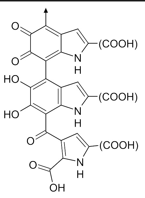 Melanin biosynthesis pathway